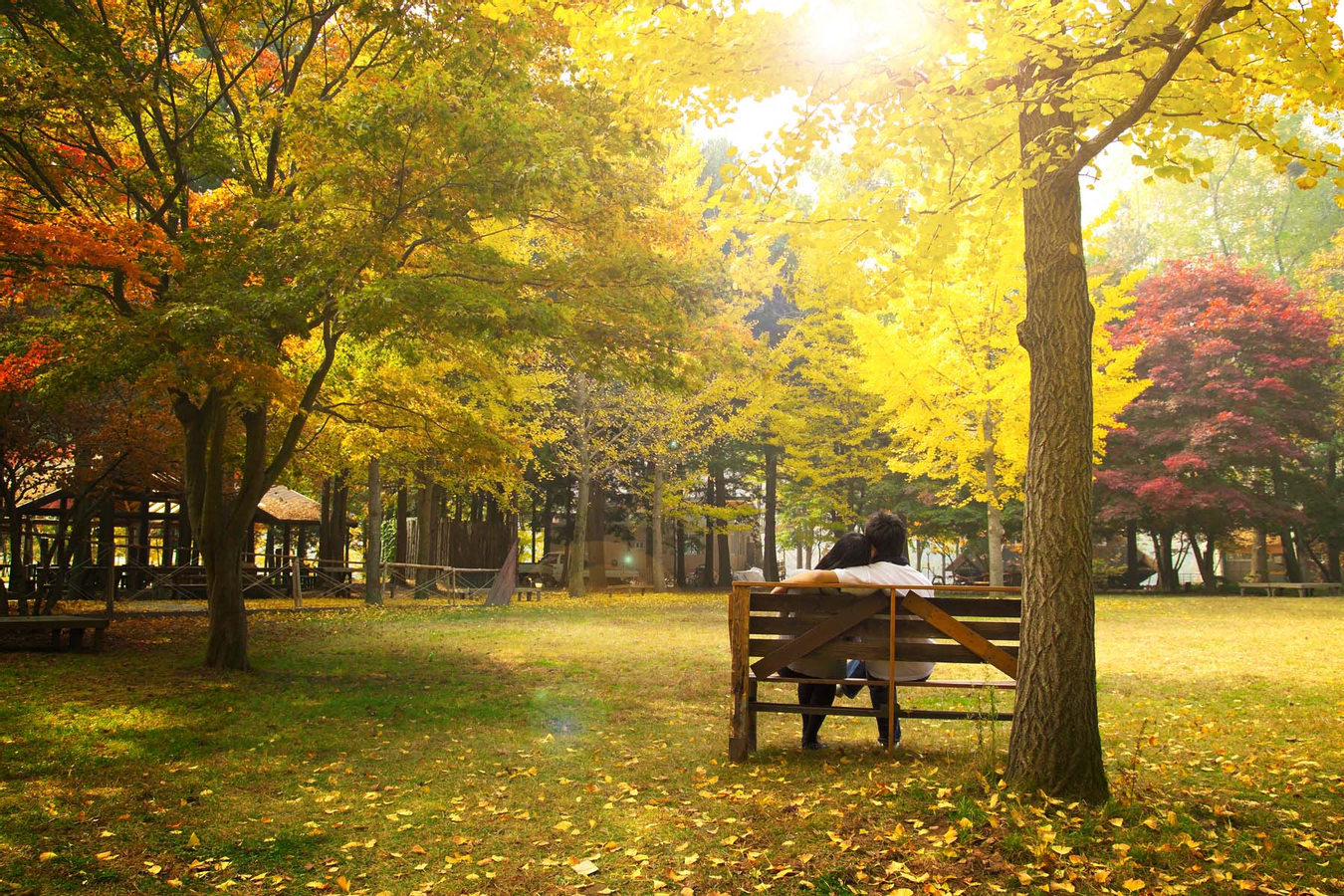 Nami Island Shuttle Bus Transfers from Seoul iH0CJ4hj