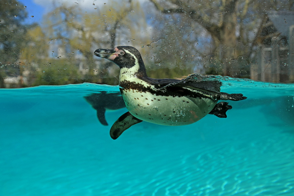 Tiket ZSL London Zoo Ticket Harga Promo