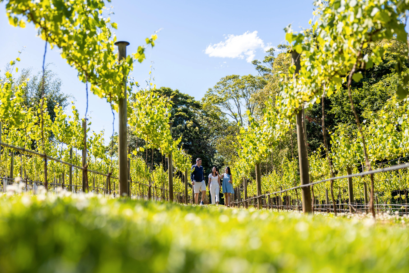 Get Ticket Tamborine Mountain Hop on Hop Off Shuttle from Brisbane or GC Promo Prices