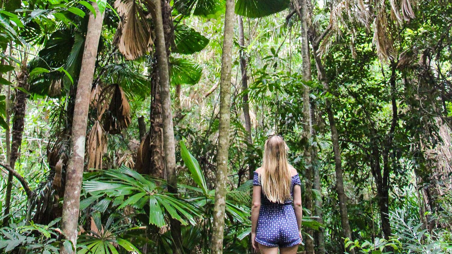 Cape Tribulation and Daintree Wilderness Full-Day Tour from Cairns ZLC9BXh1