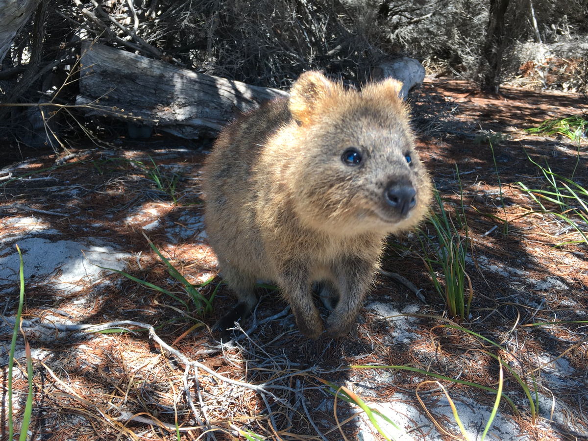 Rottnest Island Fortress Adventure Segway Tour with Round Trip SeaLink Ferry Transfer k3zFwD7L
