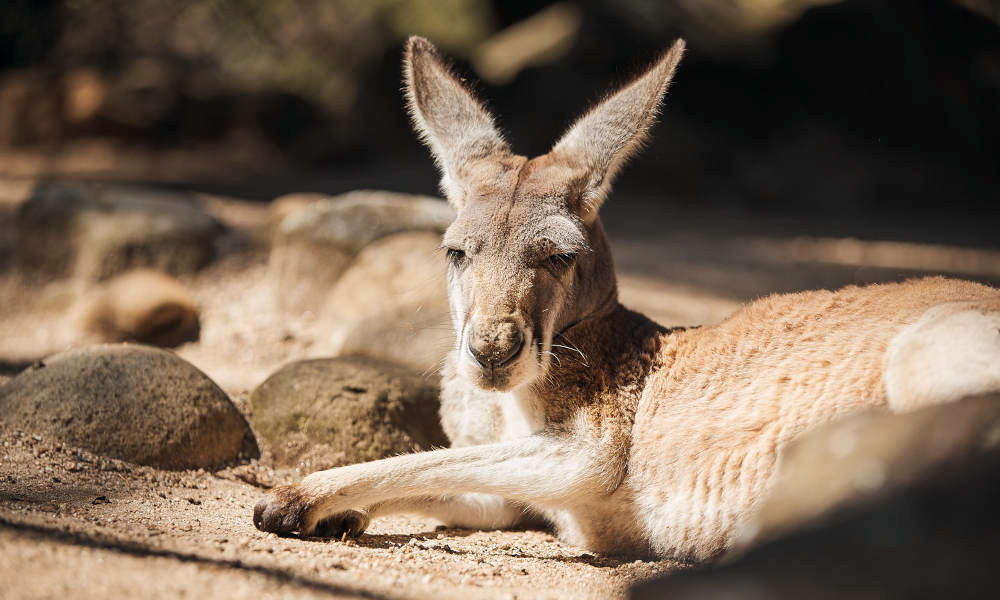 Tiket Taronga Zoo Sydney General Admission Tickets Harga Promo