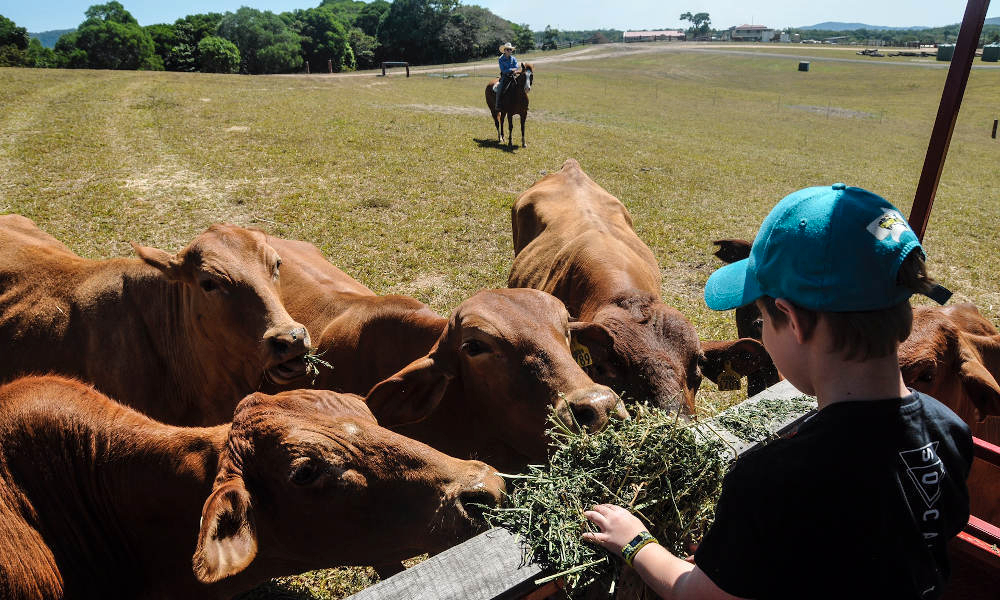 Sewa KUR-Cow Horse Riding and ATV Tour with Petting Zoo Entry - Harga ...