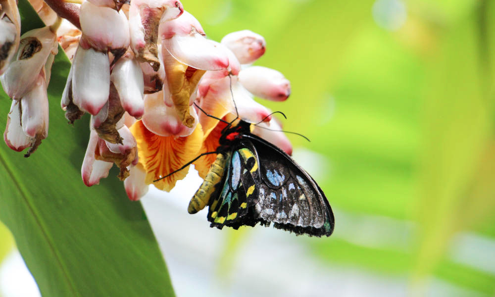 Australian Butterfly Sanctuary Entry Tickets z3Ip9fzf-backdrop
