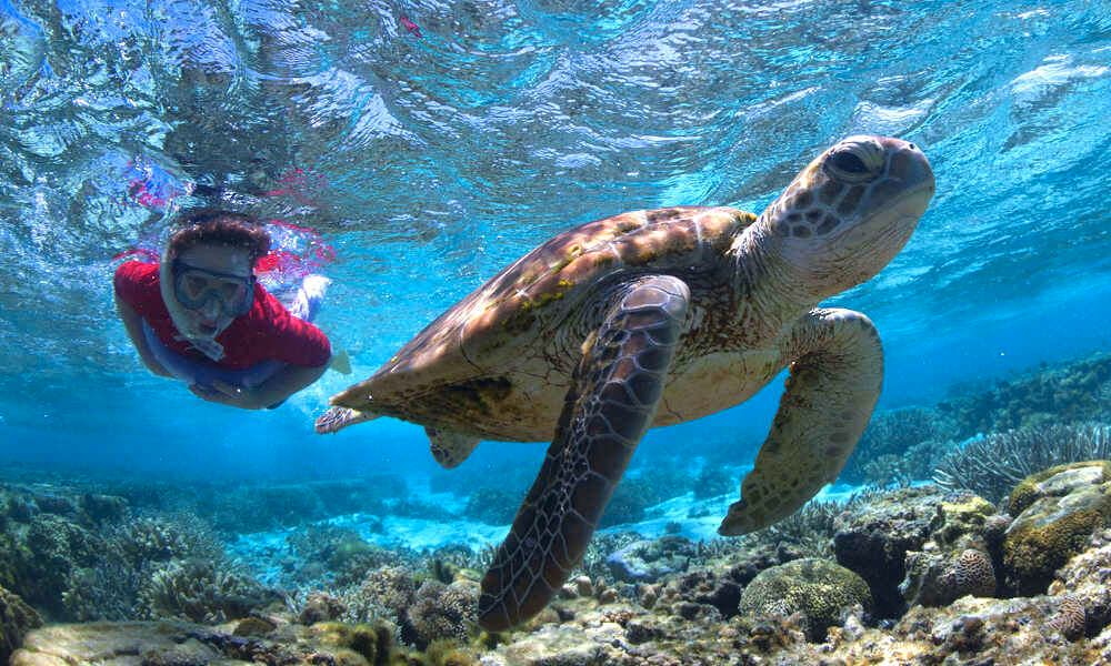 Tiket Lady Elliot Island Great Barrier Reef Day Tour from the Gold ...