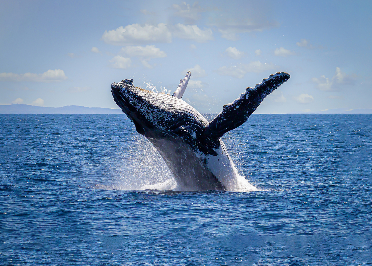Sydney Harbour Whale Watching Cruise aboard Captain Cook Cruises Hv45xQh7