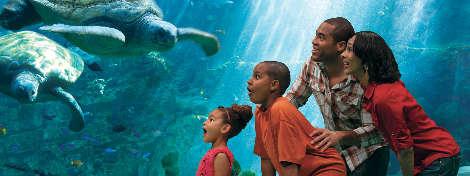 SeaWorld San Diego Ticket 3dZTioZn