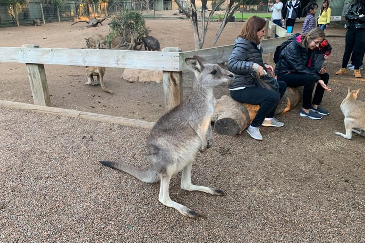 All-Inclusive Blue Mountains Cruise & Tour with Lunch nGXLC4IG