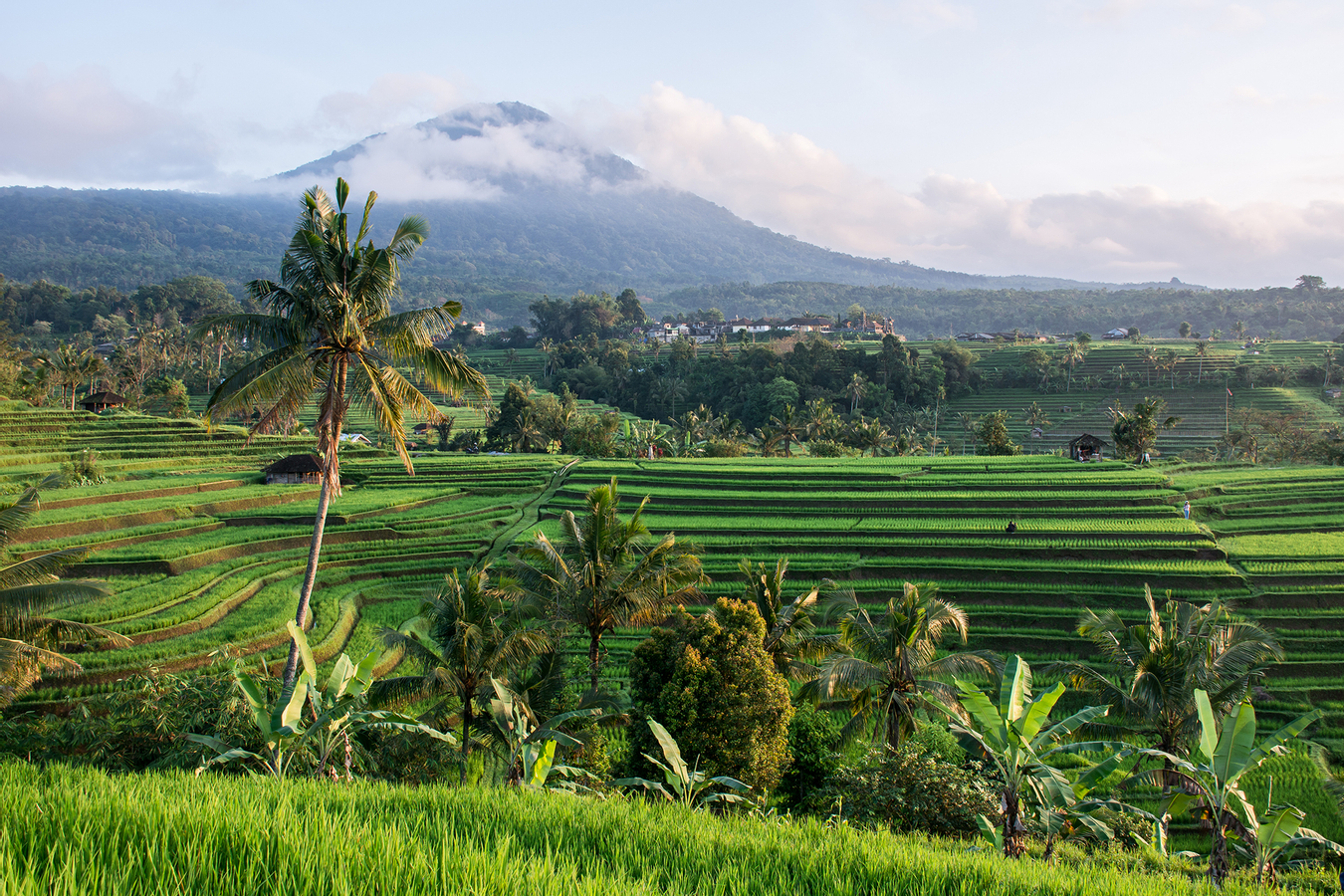 Iconic Jatiluwih Rice Terrace and Handara Gate Private Tour JUEfZuNF