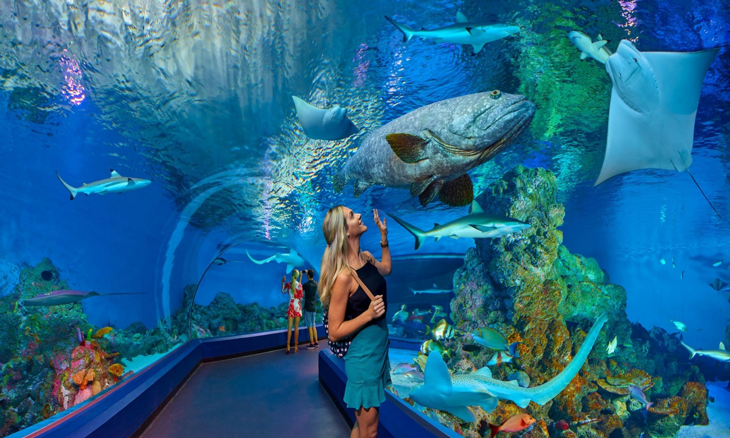 Cairns Aquarium Ticket oMo8aD0A