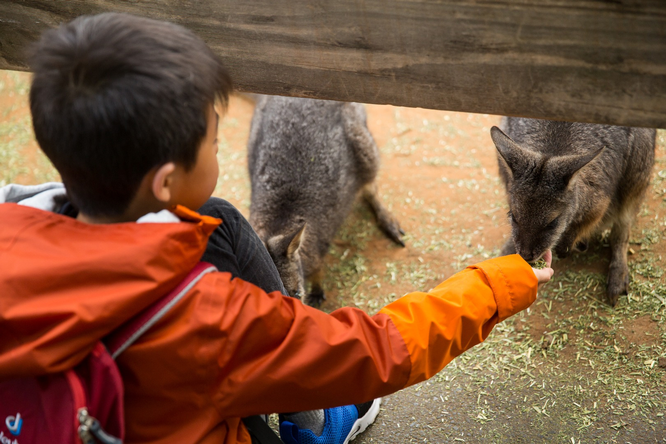 All-Inclusive Blue Mountains Cruise & Tour with Lunch YaaSFA5e