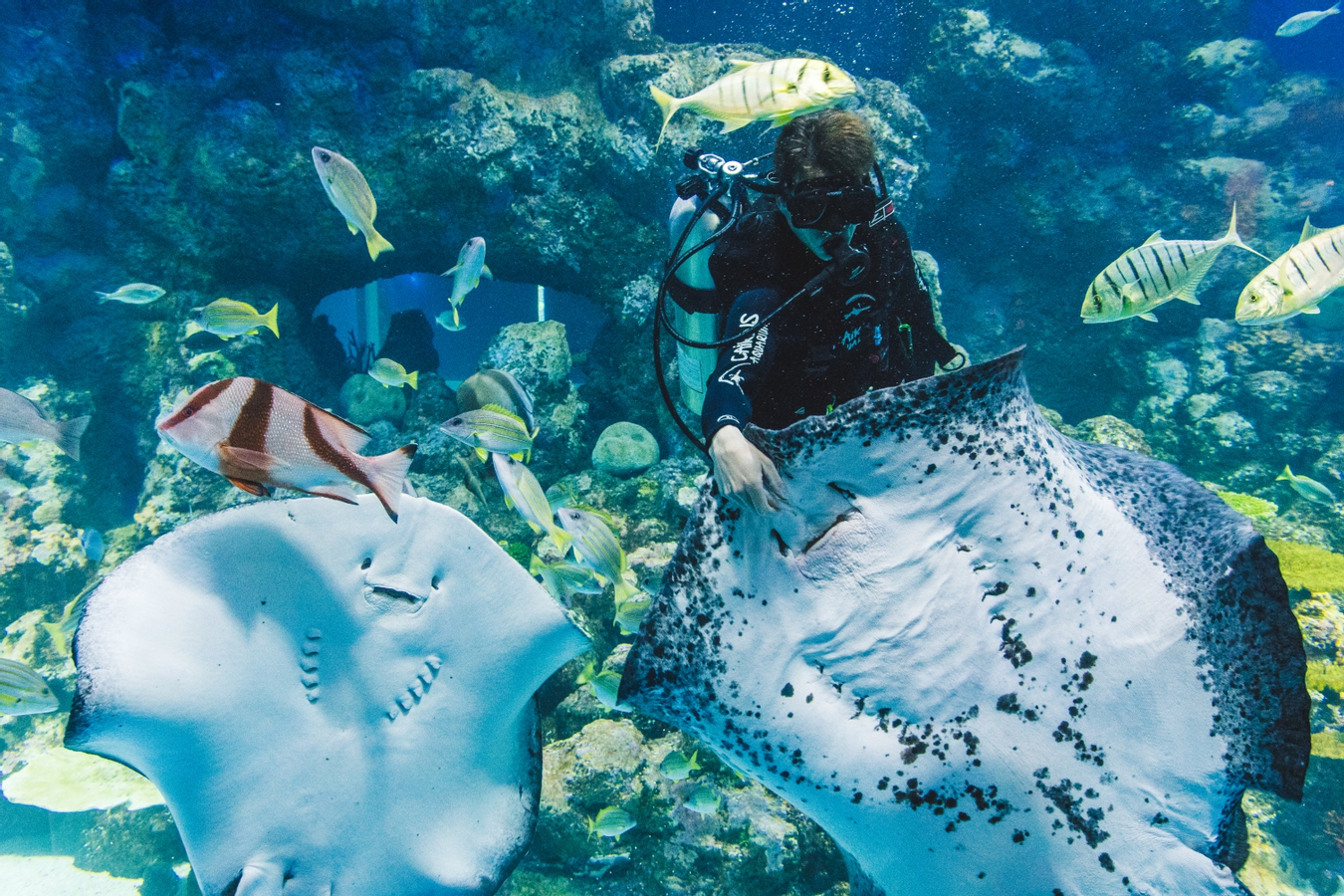 Cairns Aquarium Ticket 6bBmZFOh