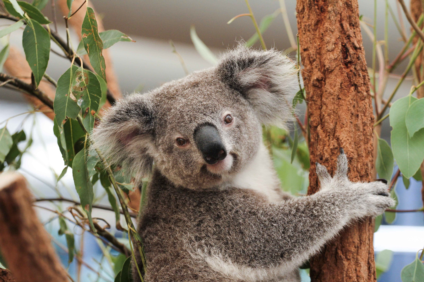Lone Pine Koala Sanctuary Entry Ticket U2Y4wmds
