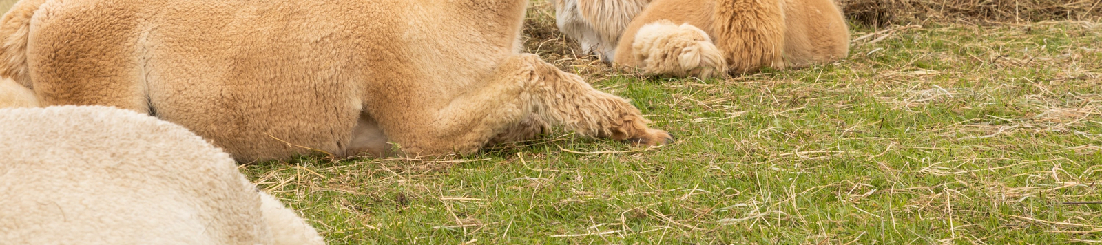 Akaroa Shamarra Alpaca Farm Tour TgBuFiz8