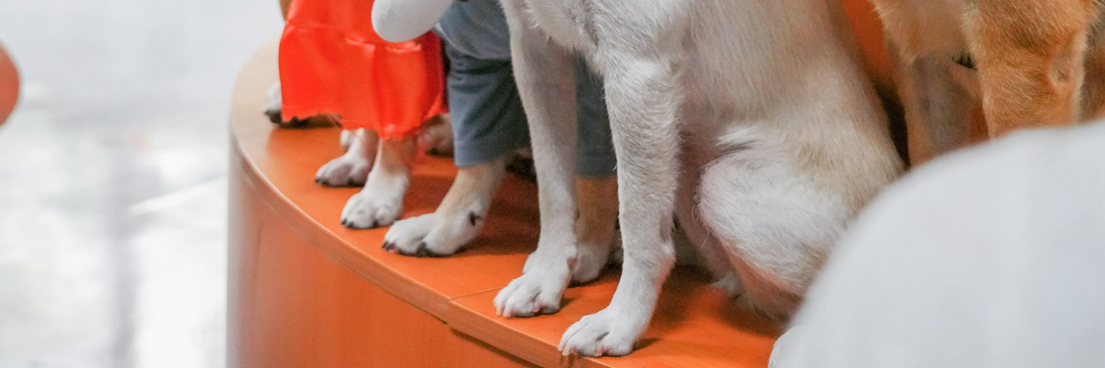 On Dog Dog Cafe - Pet Interaction Experience | Pet Grooming | Kwai Chung e10296kV