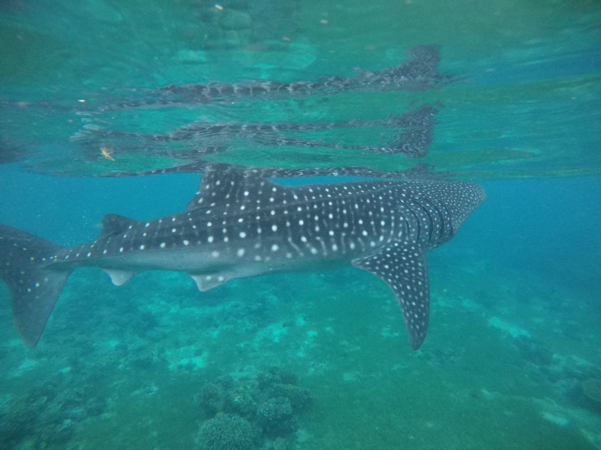 Oslob Whale Shark Watching Join In Day Tour from Cebu wbVv6A1K