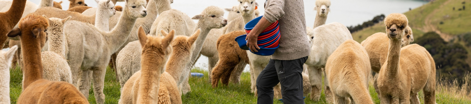 Akaroa Shamarra Alpaca Farm Tour oaQXPzB4