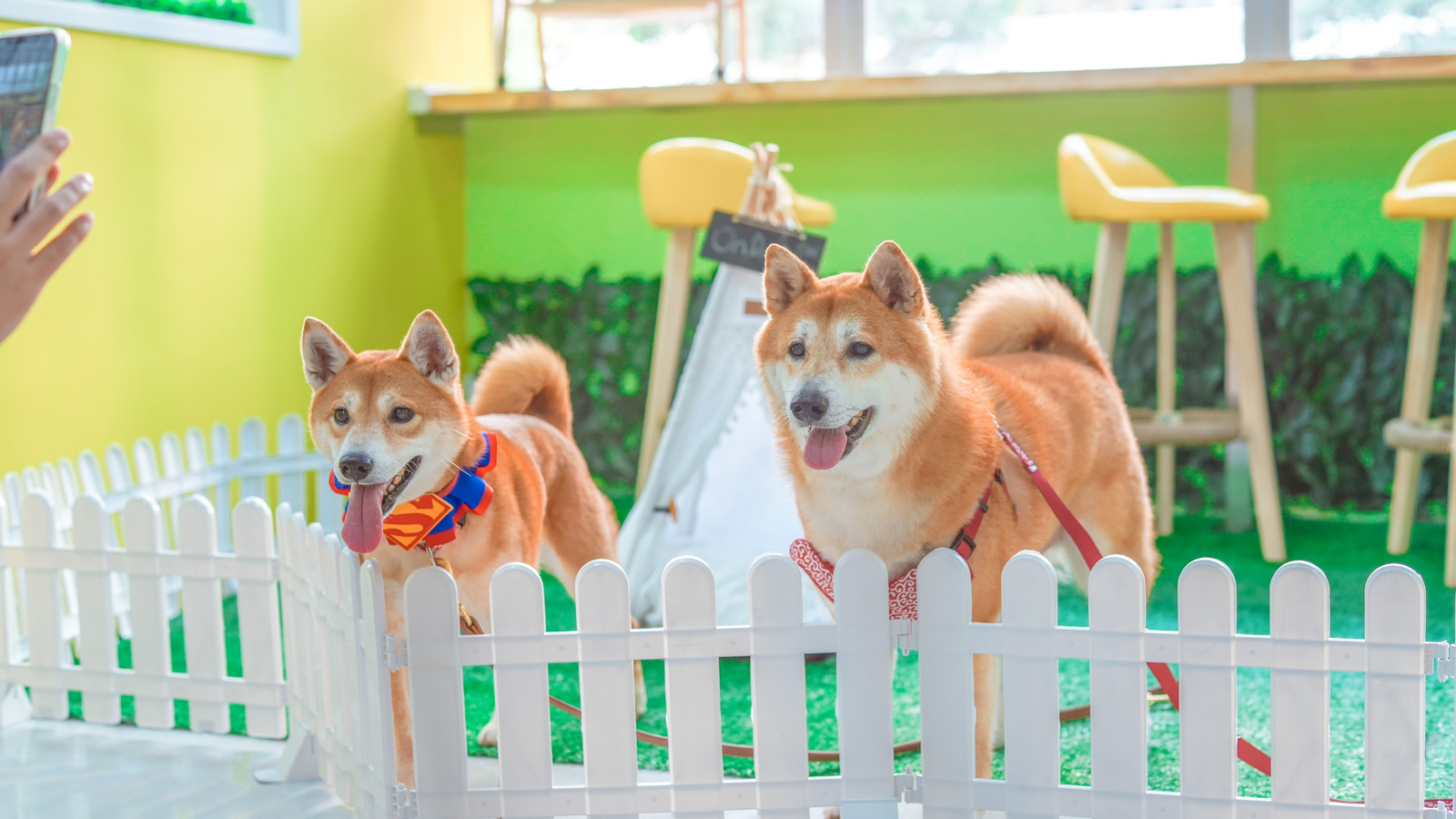 On Dog Dog Cafe - Pet Interaction Experience | Pet Grooming | Kwai Chung FCHUxyun-backdrop
