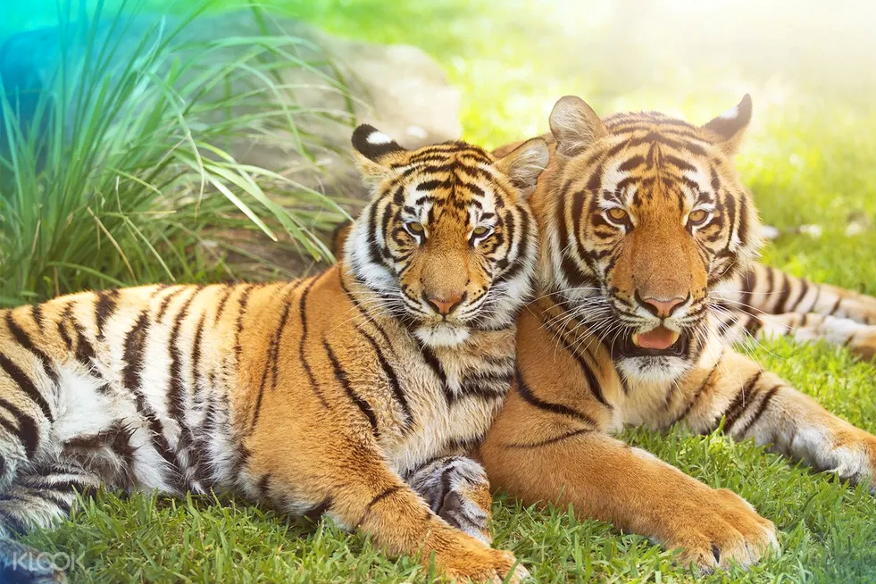 Dreamworld Gold Coast Ticket h530zxXz