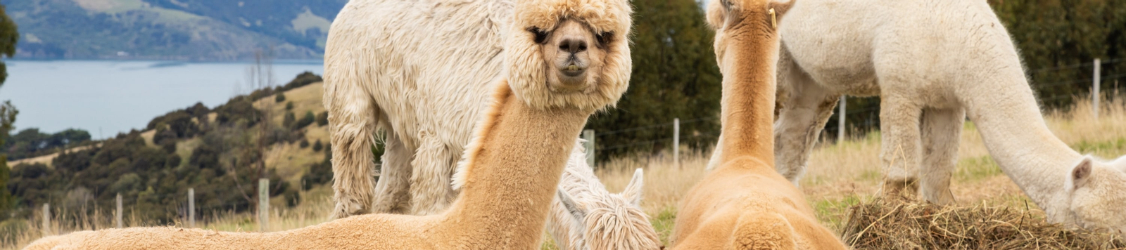 Akaroa Shamarra Alpaca Farm Tour bRX1TJxy-backdrop