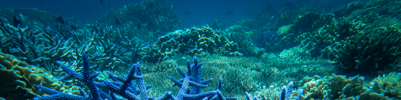Premium Mengalum Island Snorkeling Day Tour in Kota Kinabalu 4sUbhaOV