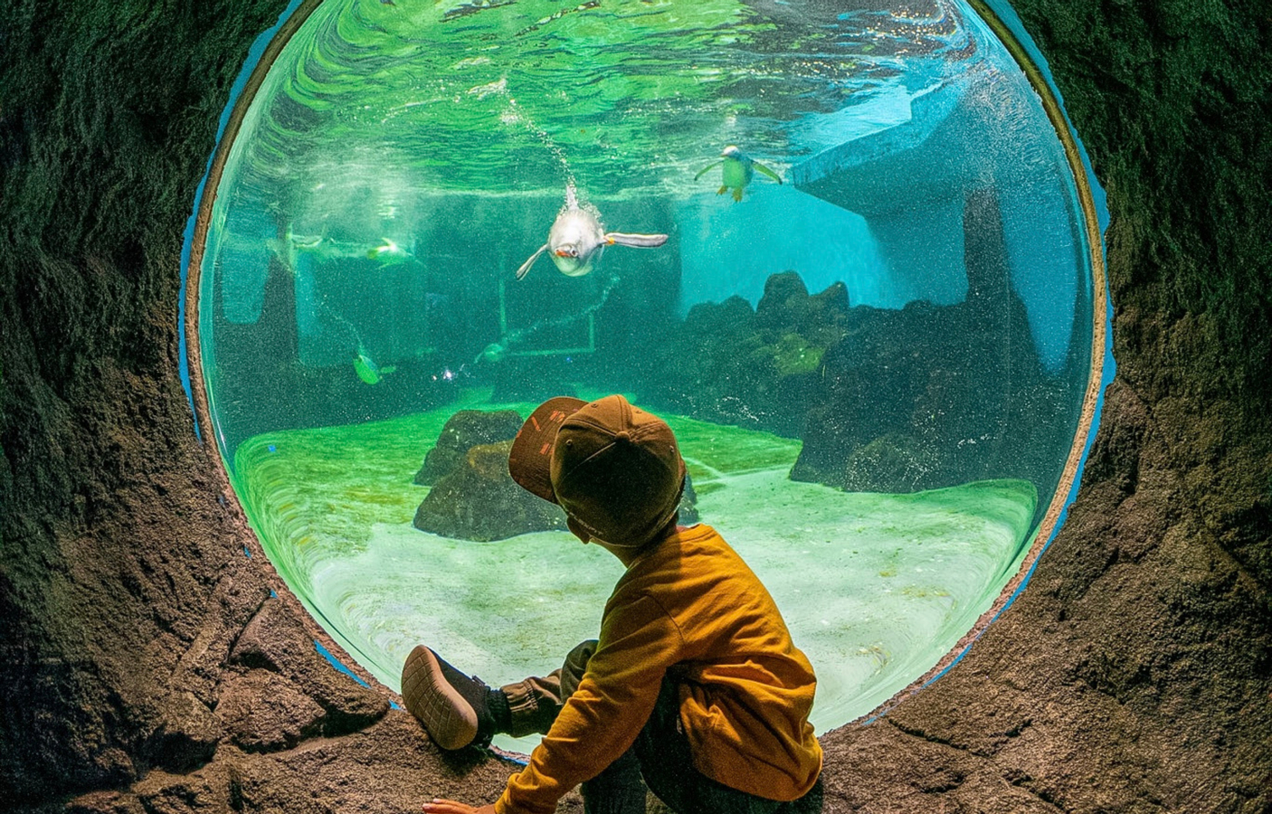 SEA LIFE Sydney Aquarium Ticket ECaZkVvi