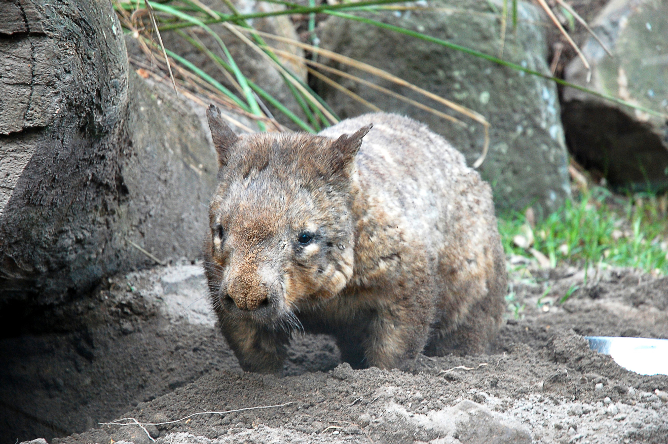 Currumbin Wildlife Sanctuary Ticket cU2LrdcN