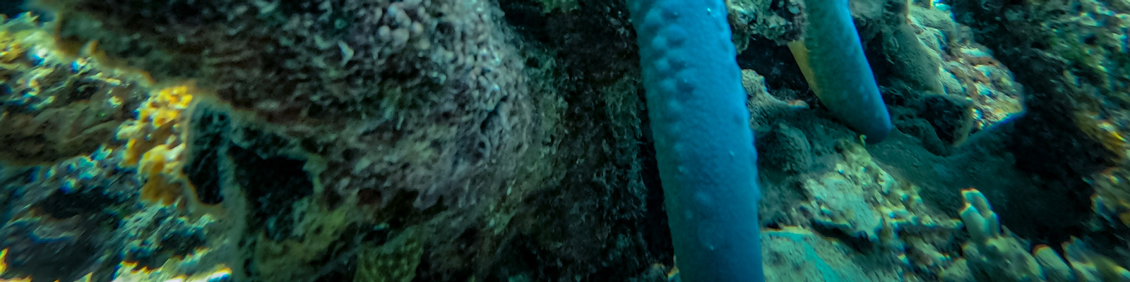 Premium Mengalum Island Snorkeling Day Tour in Kota Kinabalu 2GIxIrNv