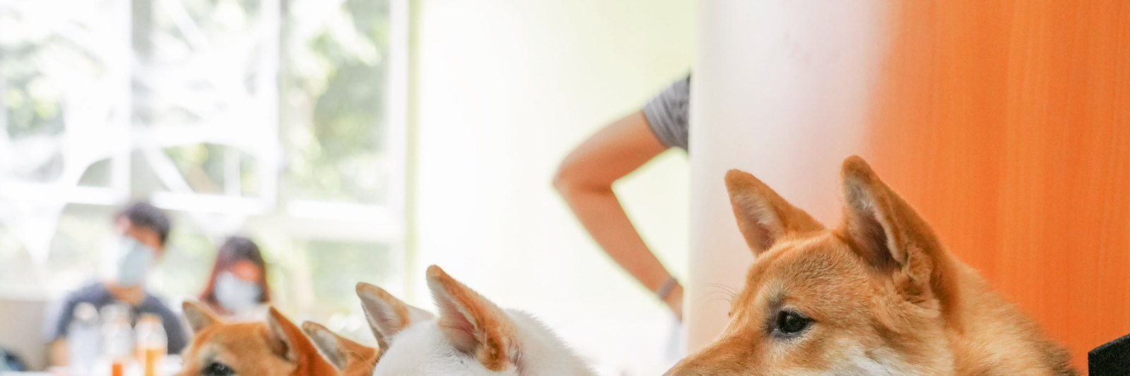 On Dog Dog Cafe - Pet Interaction Experience | Pet Grooming | Kwai Chung ZGdx338U
