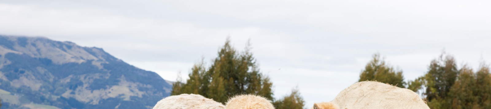 Akaroa Shamarra Alpaca Farm Tour SMqjd8FI
