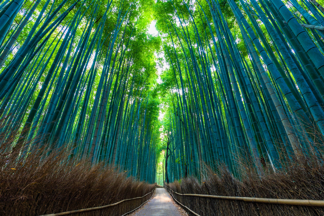 Fushimi Inari-taisha, Arashiyama, Kiyomizu-dera day tour from Osaka F8I7Kk6q