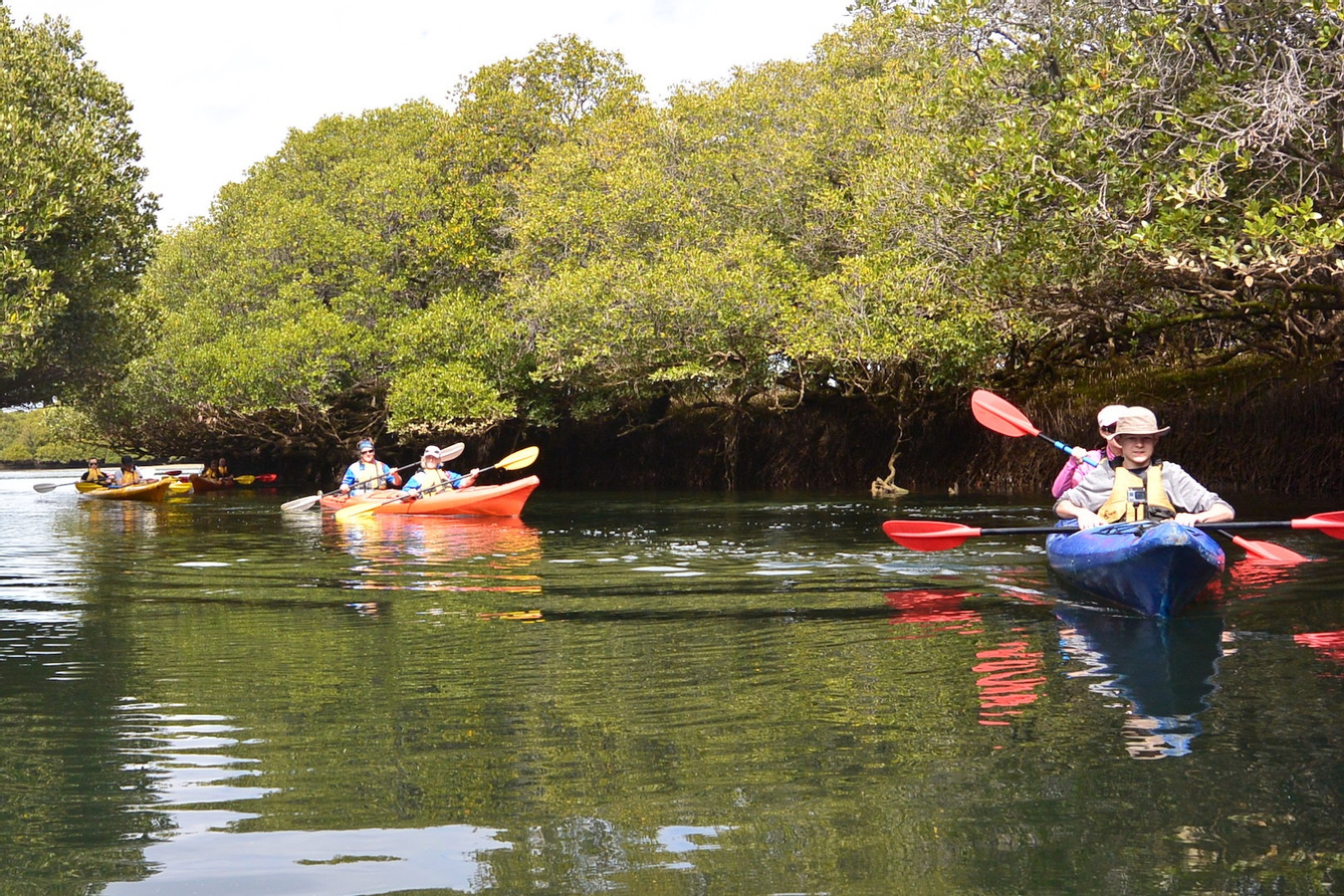 Dolphin Sanctuary and Ships Graveyard Kayak Tour hxcwryqI