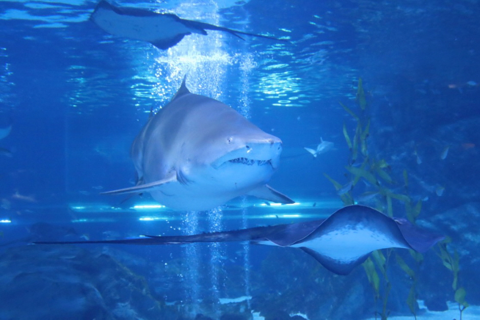 Coex Aquarium Admission Ticket in Seoul PRCxKEHa