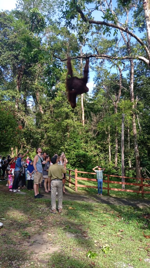 Sarawak Cultural Village and Semenggoh Wildlife Centre Tour in Kuching lbkutMCw