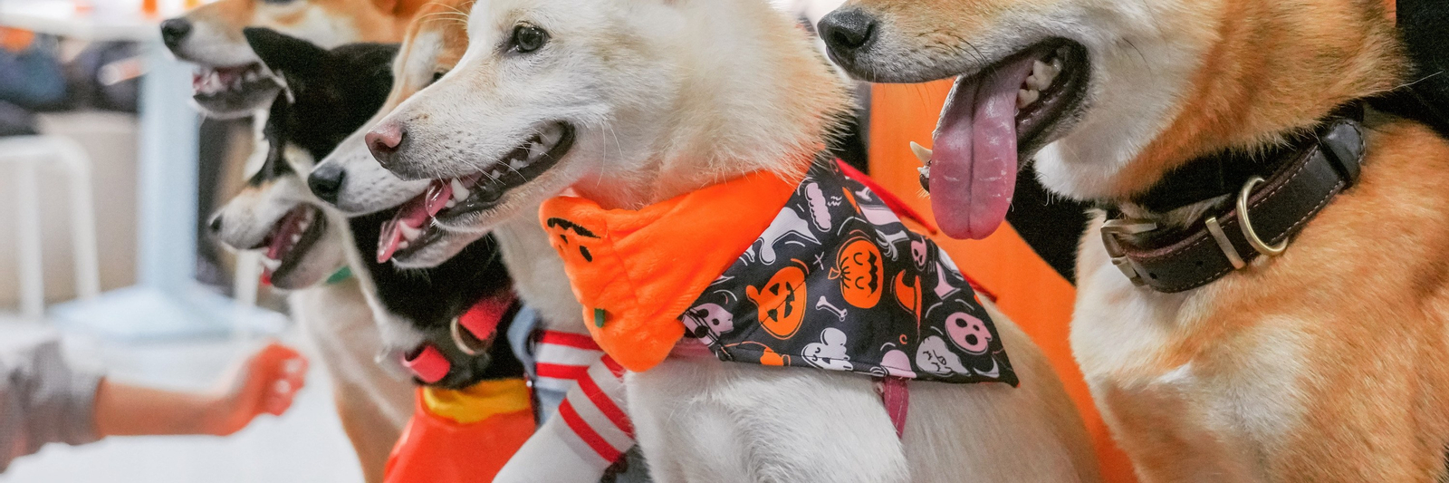 On Dog Dog Cafe - Pet Interaction Experience | Pet Grooming | Kwai Chung ab7NU1M3