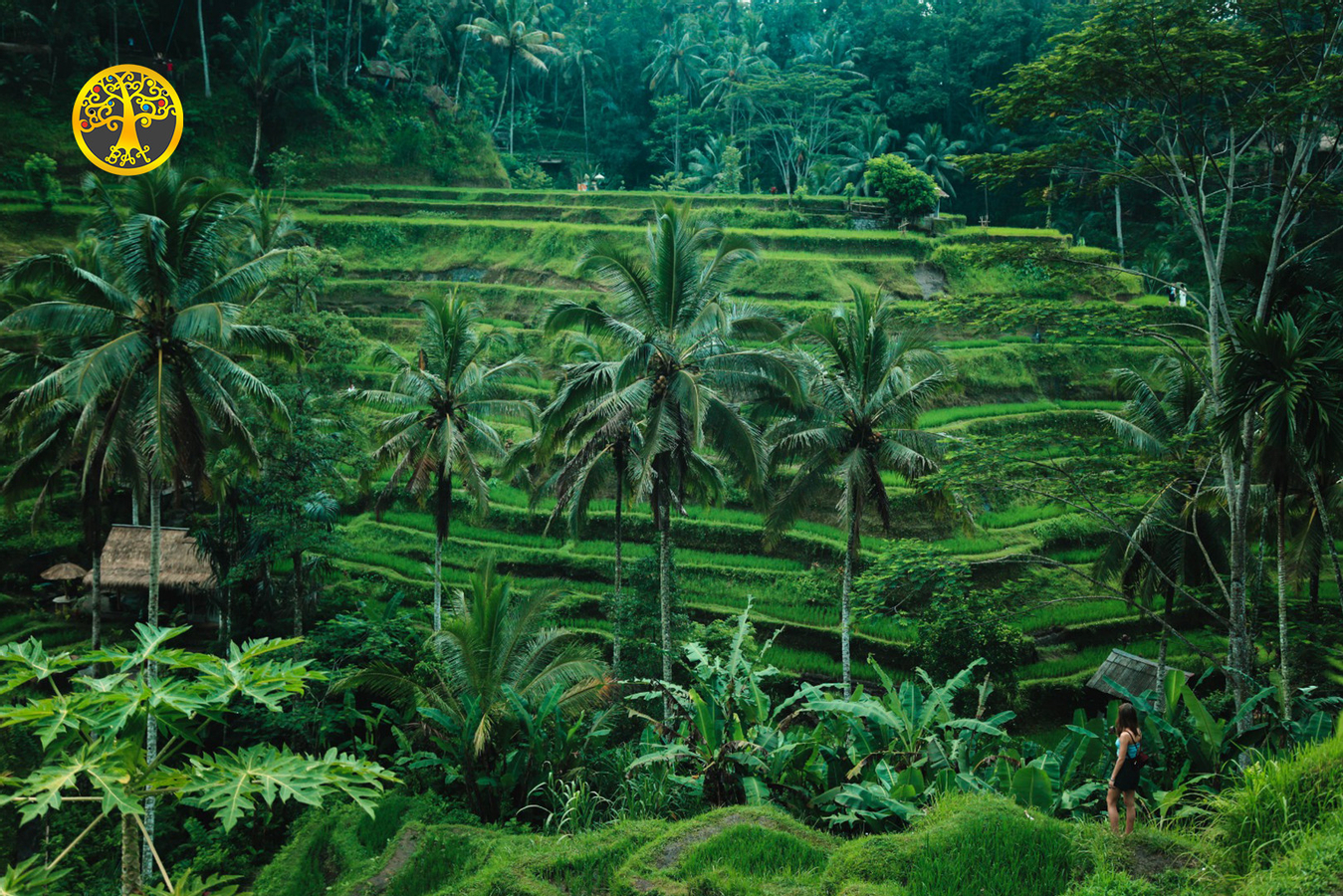 Bali Holy Bath and Jungle Swing Private Day Trip oRjcgpwp