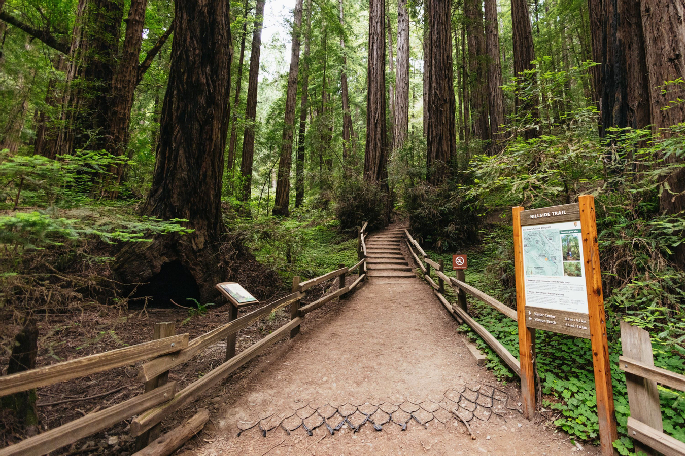 Muir Woods and Sausalito Half Day Tour fOaT5zDk
