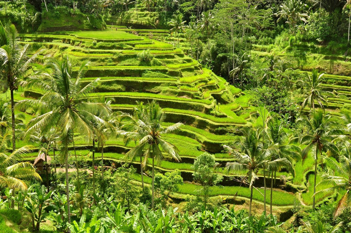 Central Bali All-You-Can-See Tour: Waterfall, Elephant Cave, Tirta Empul, Tegalalang Rice Terrace & Sacred Monkey Forest 77tUH5Q6