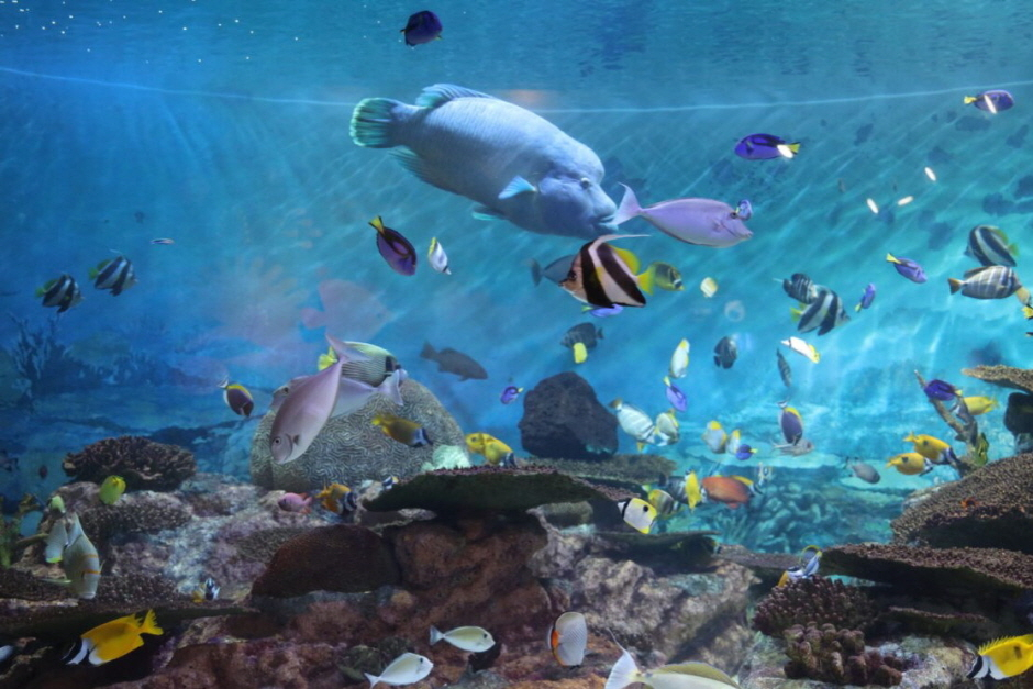 Coex Aquarium Admission Ticket in Seoul NaGeocoQ