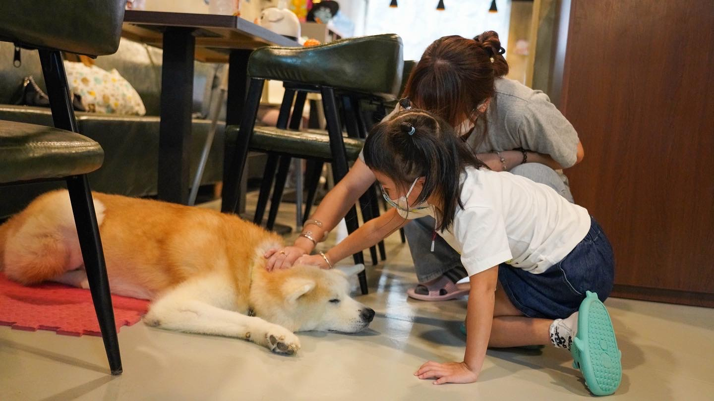 On Dog Dog Cafe - Pet Interaction Experience | Pet Grooming | Kwai Chung GsG8AiY0