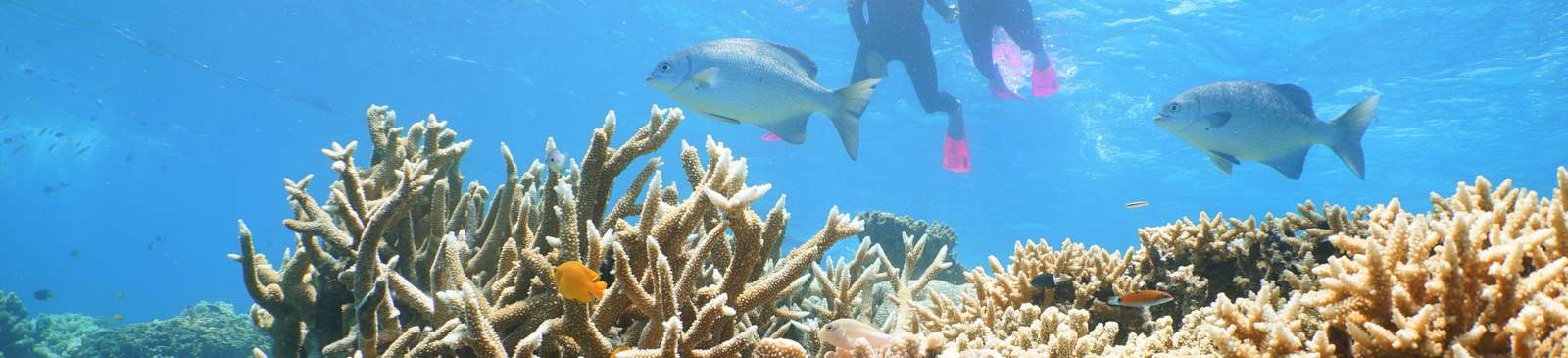 Quicksilver Outer Barrier Reef Full Day Cruise from Port Douglas yYW5mBoe