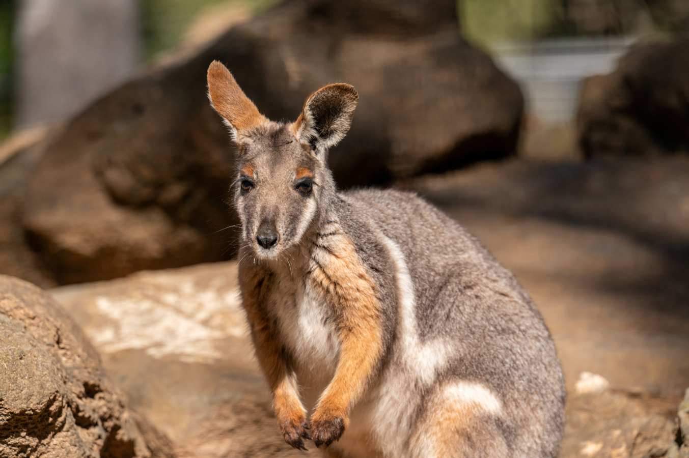 Featherdale Sydney Wildlife Park Ticket 3HADHgVt
