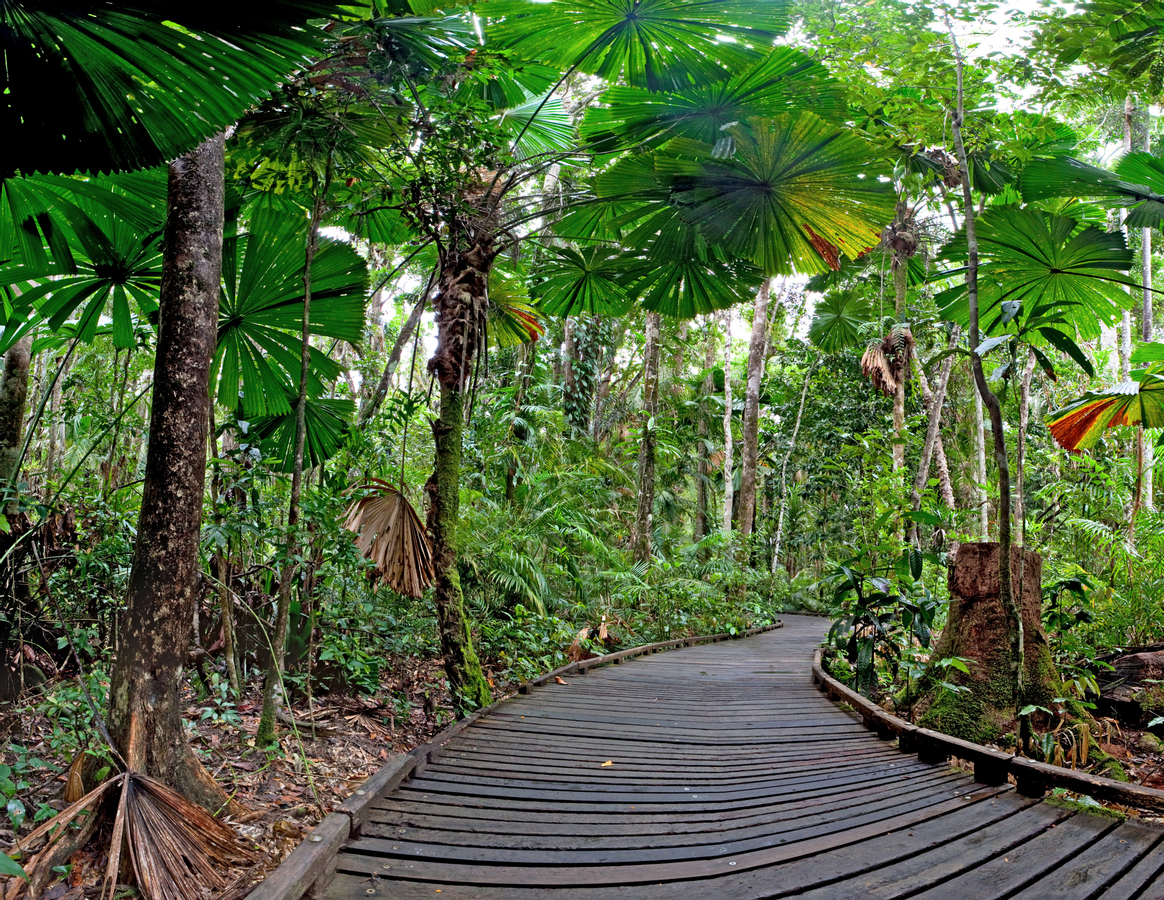 Cape Tribulation and Daintree Wildlife Day Tour from Cairns GlK59WQt