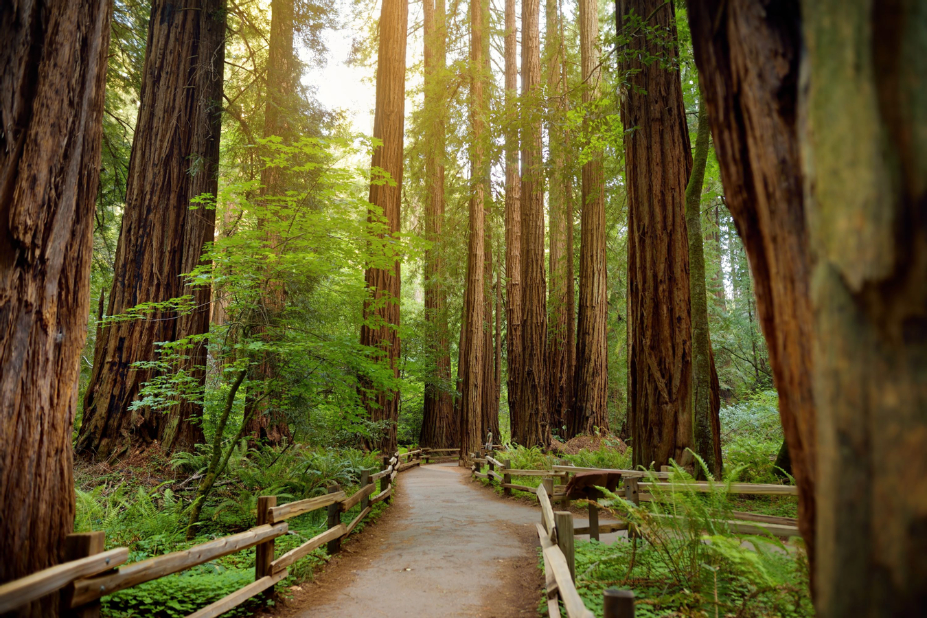 Muir Woods and Sausalito Half Day Tour OOK1u4lA