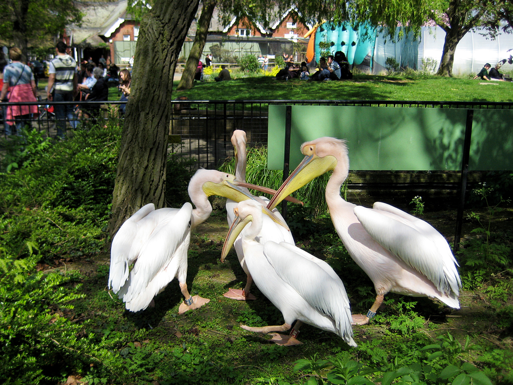 ZSL London Zoo Ticket  NLV97ROM
