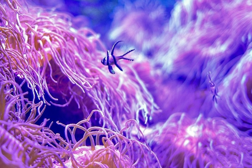 SEA LIFE Sydney Aquarium Ticket C36UGU7a