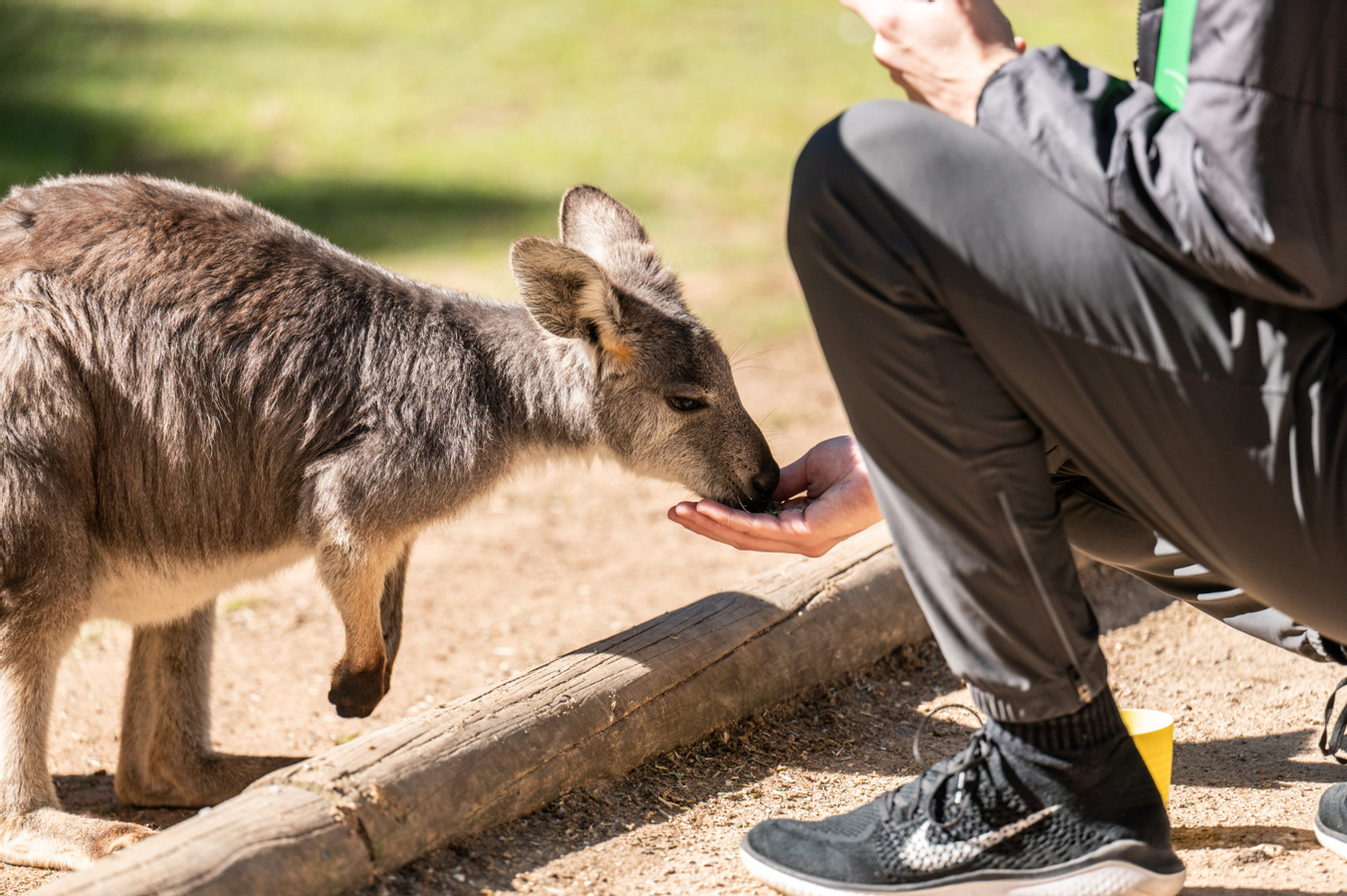 Featherdale Sydney Wildlife Park Ticket cRytwBub
