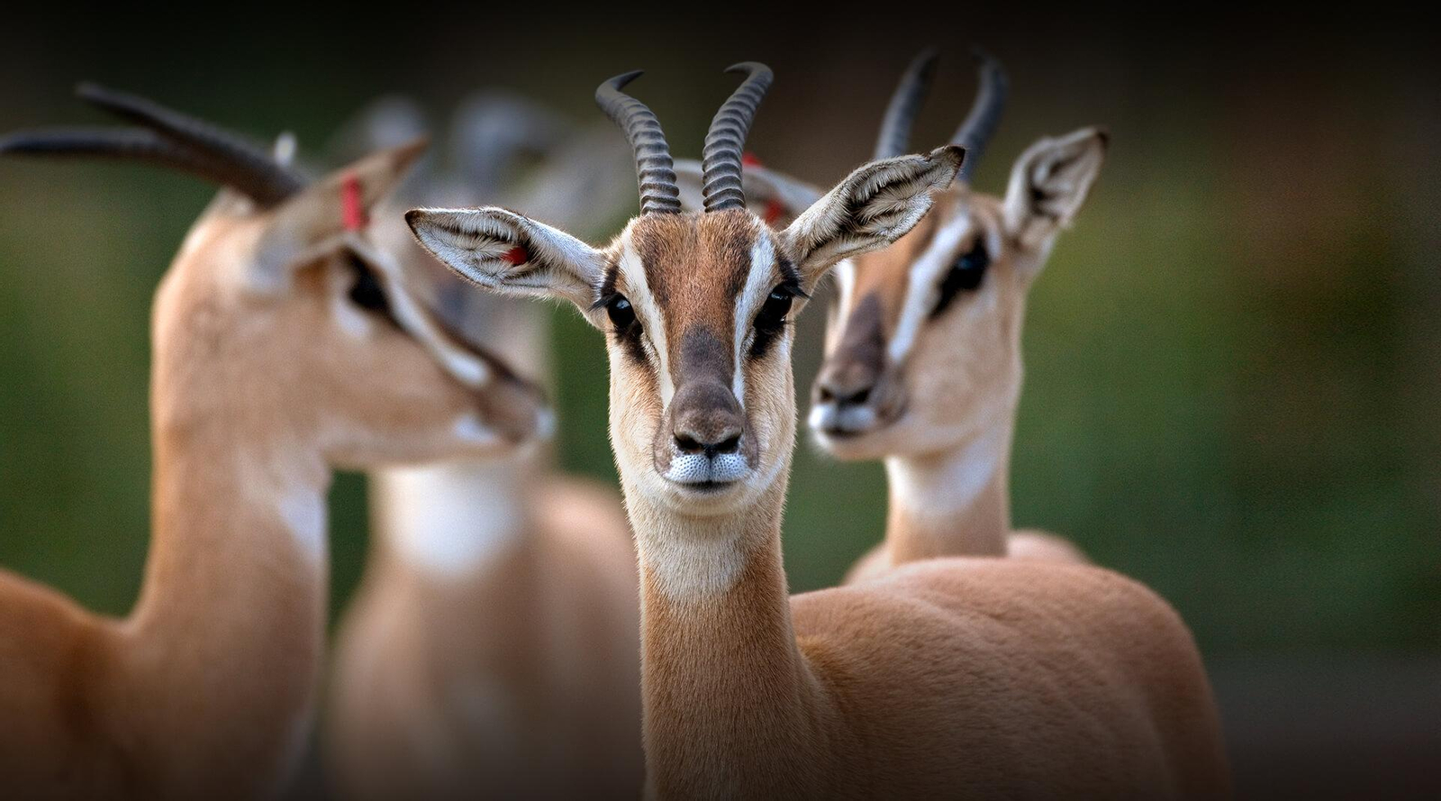 Tiket San Diego Zoo Safari Park Harga Tiket Masuk Terbaru tiket-san-diego-zoo-safari-park-harga-tiket-masuk-terbaru