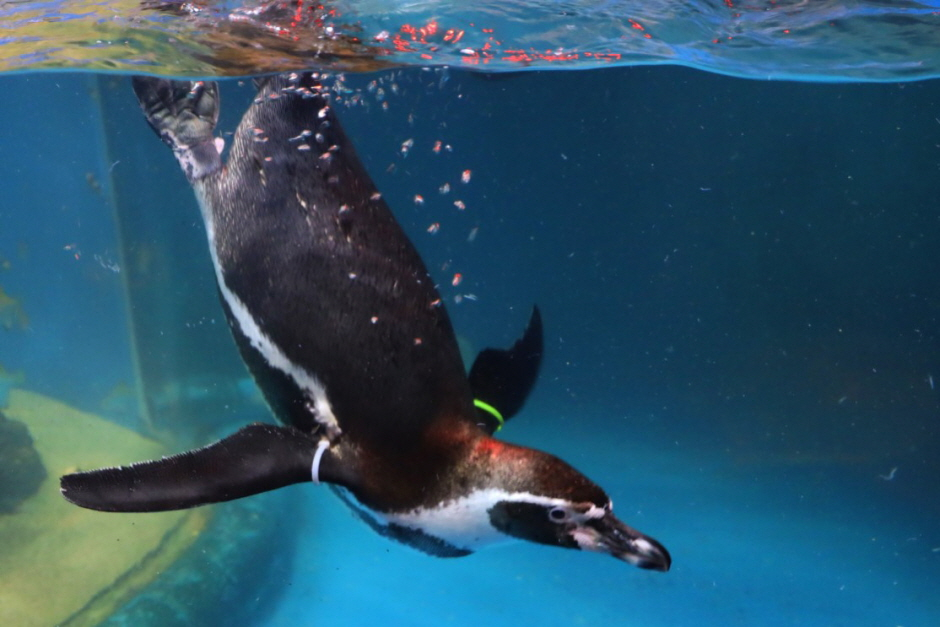 Coex Aquarium Admission Ticket in Seoul LCFyThO0