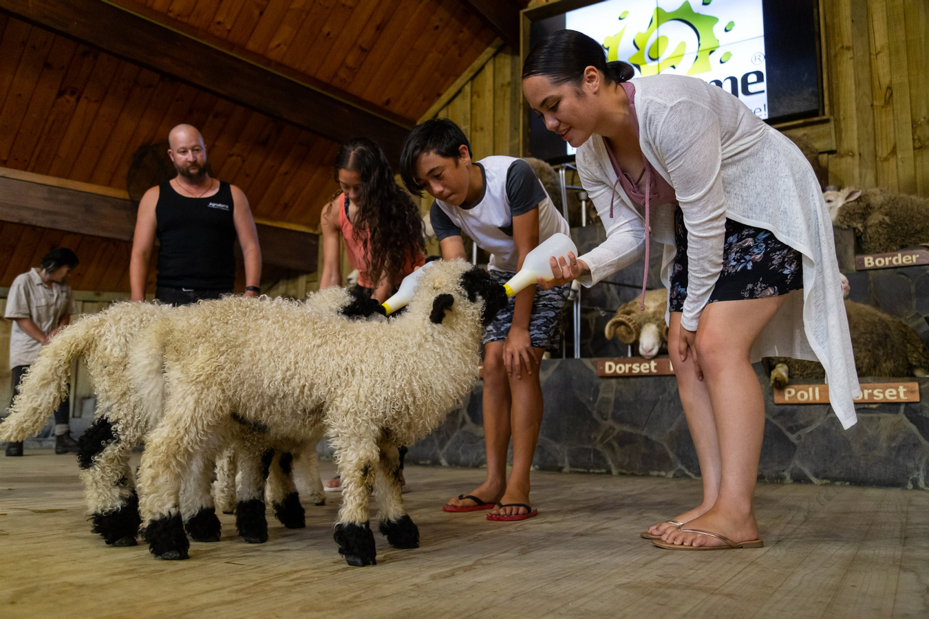Agrodome Farm Show and Tour Ticket in Rotorua wMHUcFTY